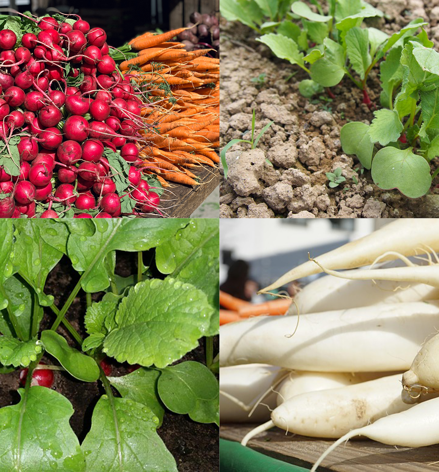 800+ Radish Seeds Variety Pack, 4 Individual Packs, Cherry Belle, Daikon, Black Spanish, Watermelon Radish, Non-GMO, USA-Grown, Heirloom Vegetable Seeds for Home Garden Planting