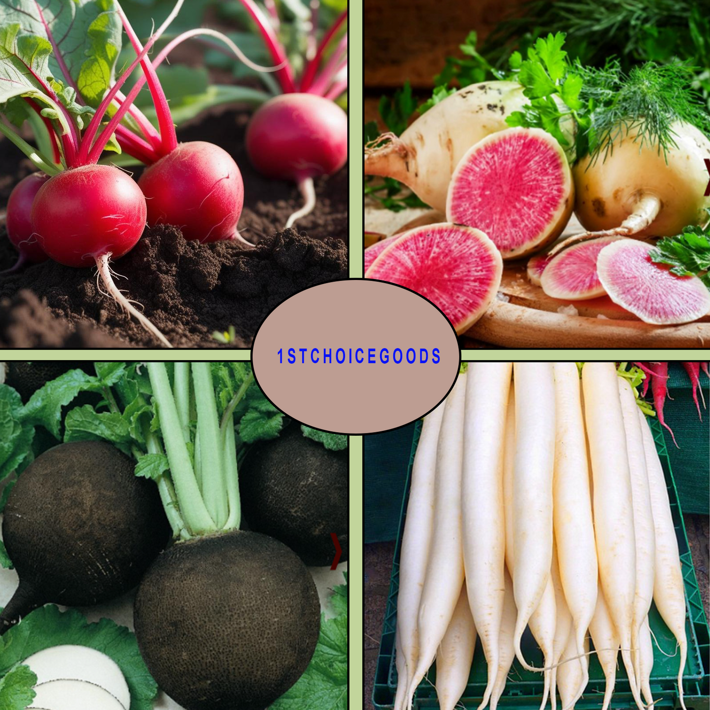 800+ Radish Seeds Variety Pack, 4 Individual Packs, Cherry Belle, Daikon, Black Spanish, Watermelon Radish, Non-GMO, USA-Grown, Heirloom Vegetable Seeds for Home Garden Planting