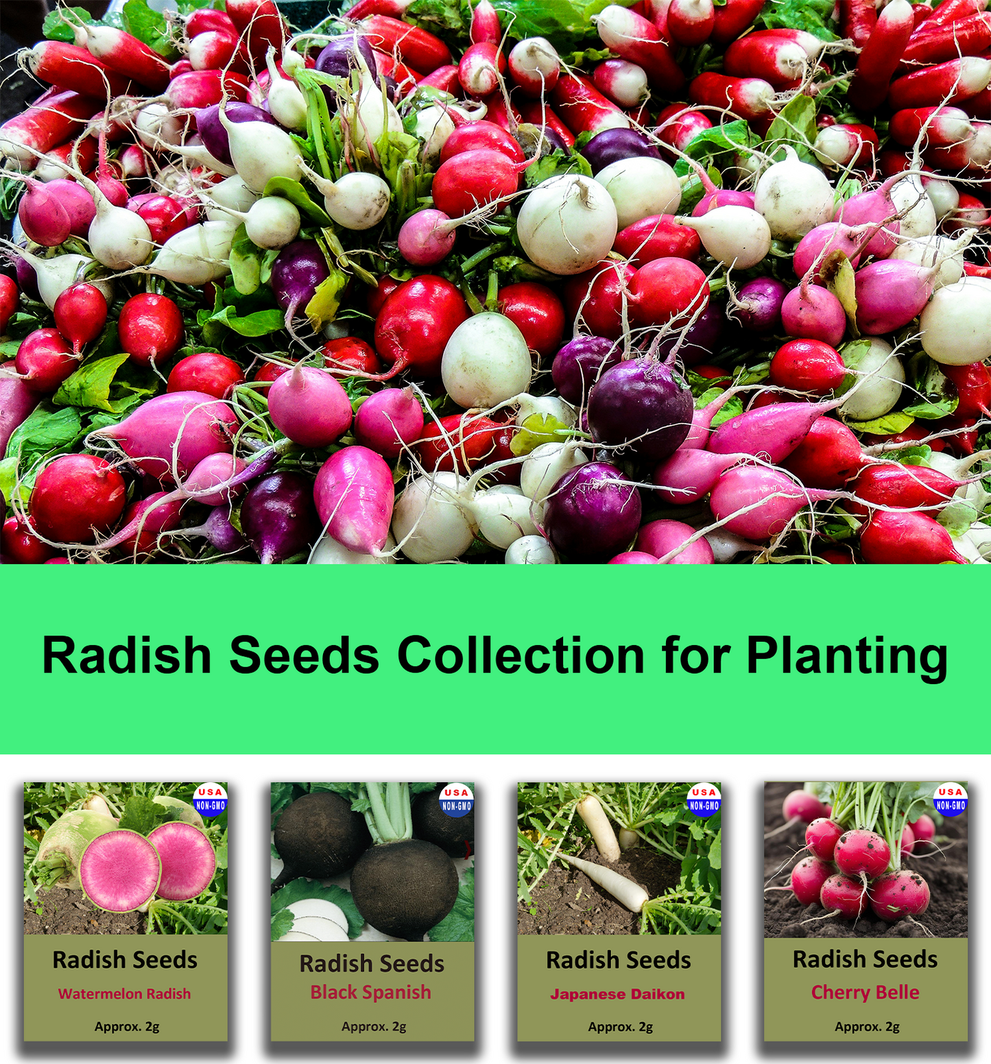 800+ Radish Seeds Variety Pack, 4 Individual Packs, Cherry Belle, Daikon, Black Spanish, Watermelon Radish, Non-GMO, USA-Grown, Heirloom Vegetable Seeds for Home Garden Planting