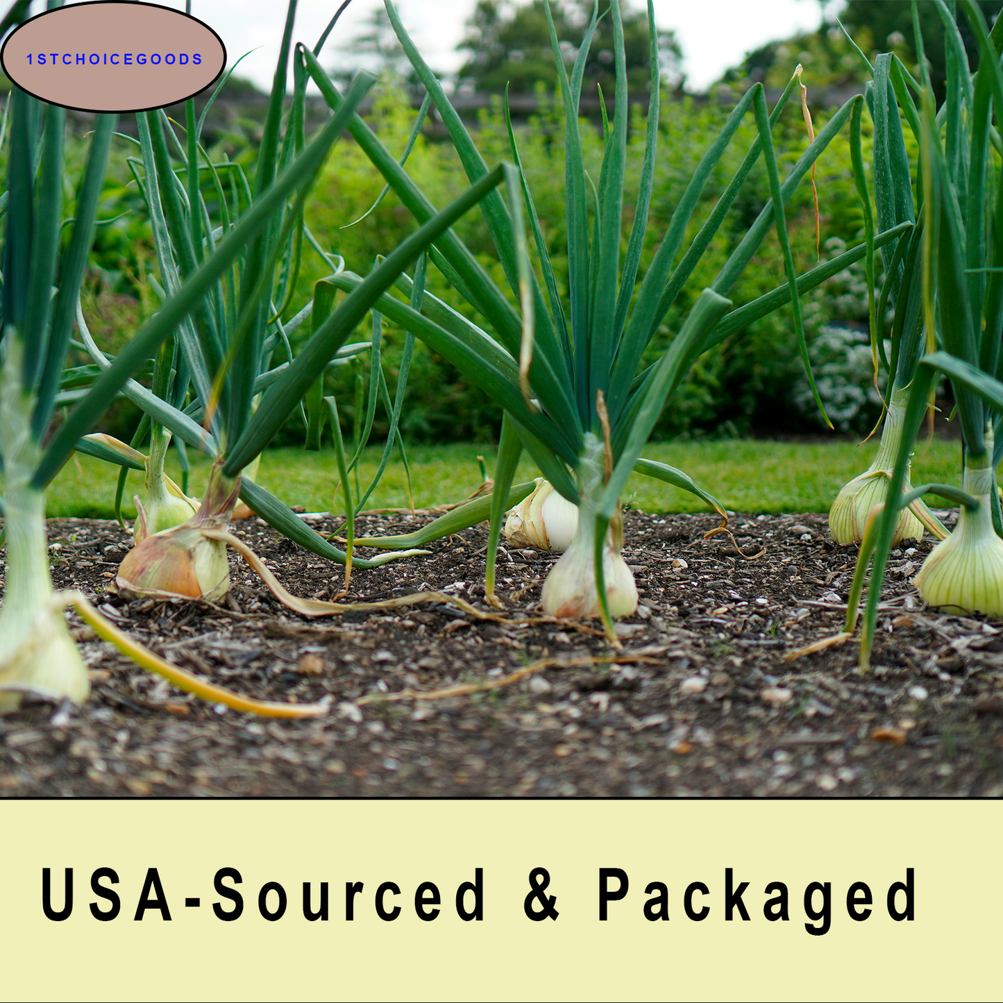 1000+ Onion Seeds for Planting | 4 Individual Packs | Evergreen White Nebuka, Ruby Red, Tokyo Long White & Yellow Sweet Spanish | Non-GMO, USA-Grown Heirloom Vegetable Seeds
